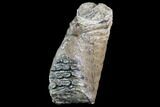 Partial Southern Mammoth Molar - Hungary #87553-1